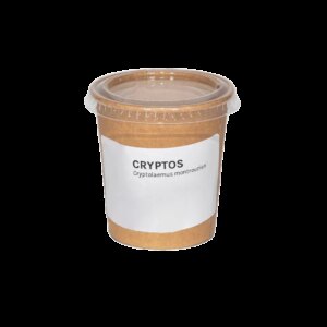 Biobestrijding BioBestrijding | Roofkever (Lieveheersbeestje) tegen Wolluis