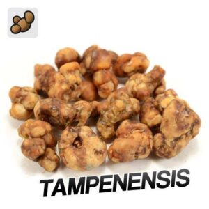 Tampanensis - Magic Truffles