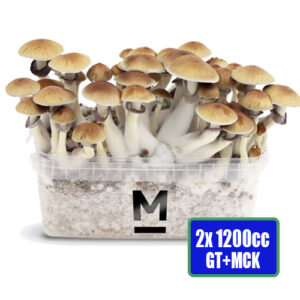 Golden Teacher + McKennaii Duo Pack - 2x Medium 1200cc Grow Kit