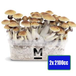 2x XL Mushroom Grow Kits – 2100cc