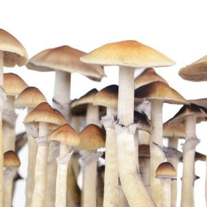 Pes Amazonian FreshMushrooms Mushroom Grow Kit 1200cc