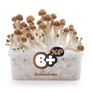 B+ FreshMushrooms Mushroom Grow Kit 1200cc