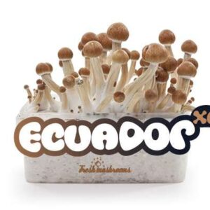 Ecuador FreshMushrooms Mushroom grow kit 1200cc