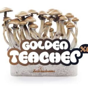 Golden Teacher Freshmushrooms Mushroom grow kit 1200cc