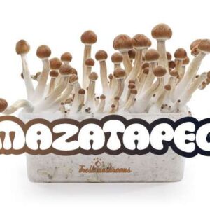 Mazatapec FreshMushrooms Mushroom grow kit 1200c