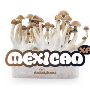 Mexican FreshMushrooms Mushroom Grow Kit 1200cc