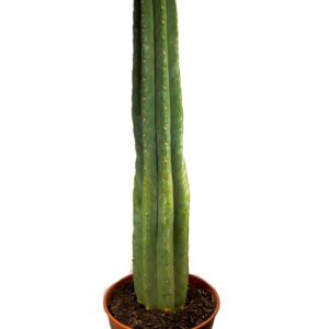 San Pedro in soil - Big | Trichocereus pachanoi