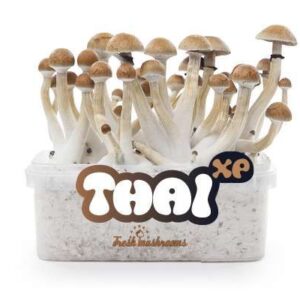Thai FreshMushrooms Mushroom Grow Kit 1200cc