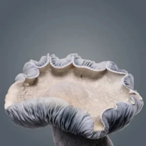Albino Penis Envy 6 Growkit – Royale Flush