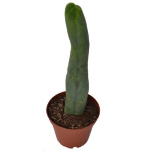 Penis cacti in soil - Trichocereus Bridgesii 'Monstrose'