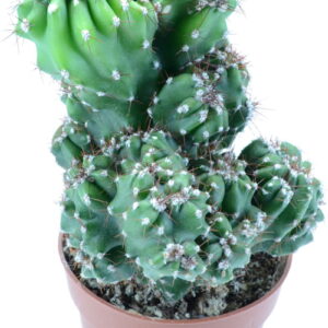 SOLD-OUT | Cereus Peruvianus Monstruosus