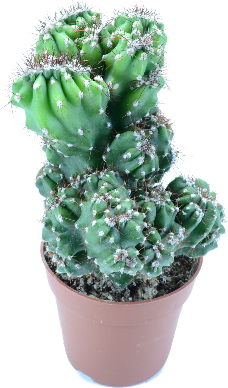 SOLD-OUT | Cereus Peruvianus Monstruosus