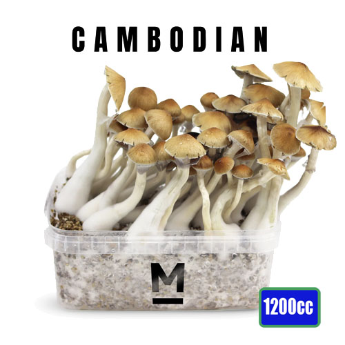 Cambodia Magic Mushroom Grow kit - 1200cc
