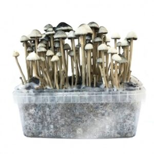 Copelandia cyanscens - Hawaiian culture kit 1200cc