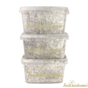 3x Mini grow kit - Freshmushrooms
