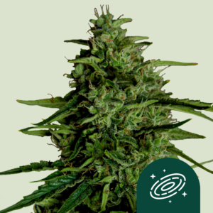 https://glp8.net/c/?si=20719&li=1913684&wi=405579&pid=23918653105c771cc463eccbd46cbd2a&dl=nl%2Fp%2Froyal-queen-seeds-cannabis-zaden-melkweg-f1-auto%2F5103&ws=