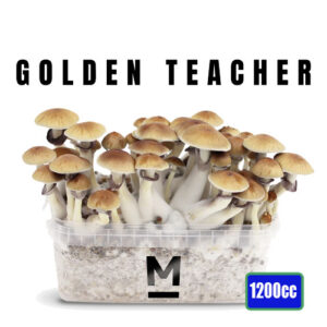 Golden Teacher Magic Mushroom Grow Kit 1200cc - Medium
