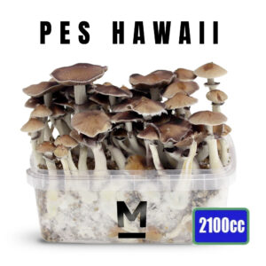 Hawaiian XL Magic Mushroom Growkit 2100cc