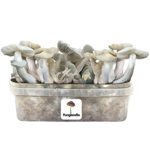 Jack Frost Magic mushroom grow kit