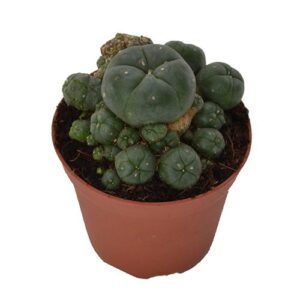 Peyote cluster 8.5cm - Lophophora williamsii