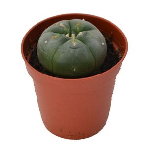 Peyote 3 - 4cm - Lophophora williamsii