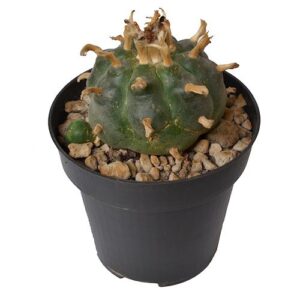 Peyote 5-7 cm - Lophophora williamsii