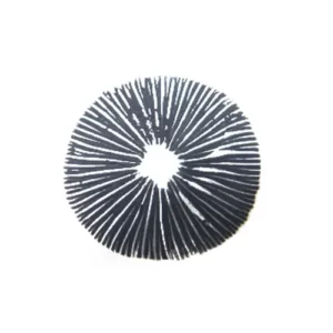 Copelandia cyanescens - Hawaiian spore prints