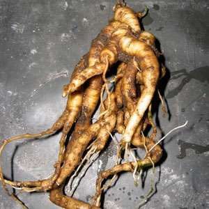 Mandragora Officinarum (mandrake) 3 Seeds