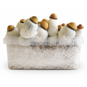Marshmallow Shrooms Hybrid Magic Mushroom Grow Kit