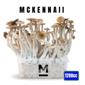 McKennaii Magic Mushroom Grow kit - 1200cc