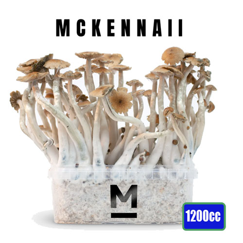 McKennaii Magic Mushroom Grow kit - 1200cc