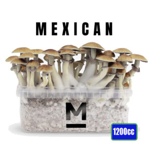 Mexican Magic Mushrooms grow kit - 1200cc