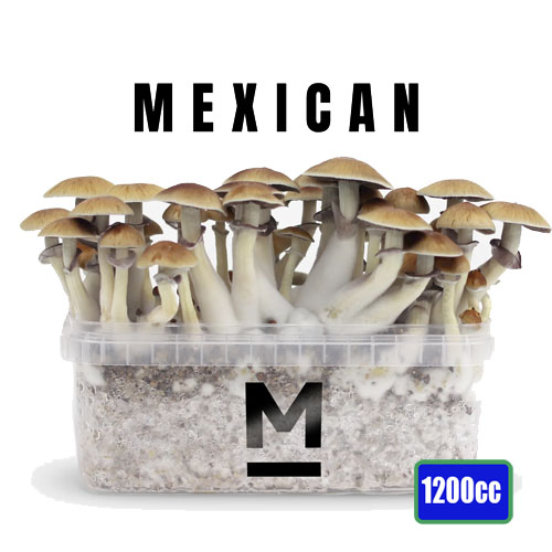 Mexican Magic Mushrooms grow kit - 1200cc