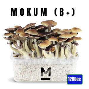 B+ Magic Mushroom Grow kit - 1200cc