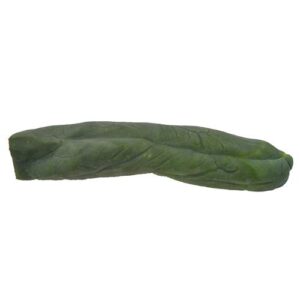 Penis cactus 25 - 30 cm - Trichocereus Bridgesii 'Monstrose'