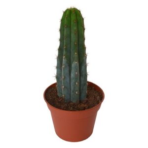 Peruvian Torch in soil - Small |  Trichocereus Peruvianus |