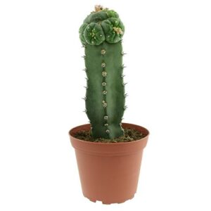Peyote Williamsii (grafted)