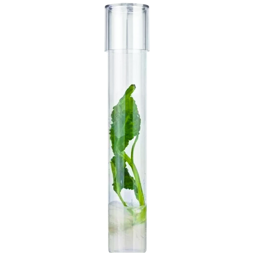 Salvia Divinorum Cutting