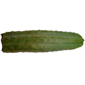 San Pedro - Trichocereus pachanoi