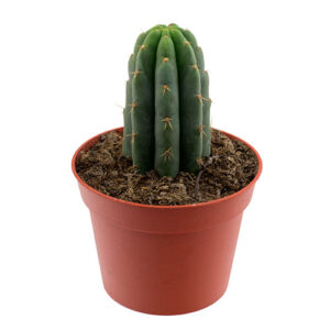San Pedro in soil - Small | Trichocereus pachanoi
