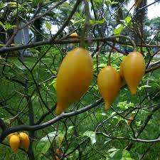 Tabernanthe iboga (10 fresh seeds)