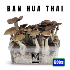 Thai Magic Mushroom Grow box - 1200cc