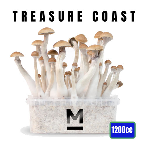 Treasure Coast Magic Mushroom Grow set - 1200cc