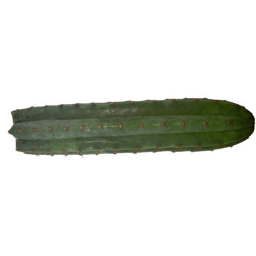 Peruvian Torch - Trichocereus peruvianus