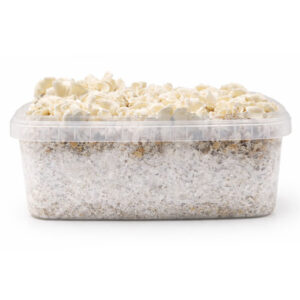 Waikiki Waves Hybrid Magic Mushroom Grow Kit