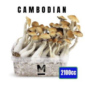 Cambodian XL Magic Mushroom Growkit 2100cc