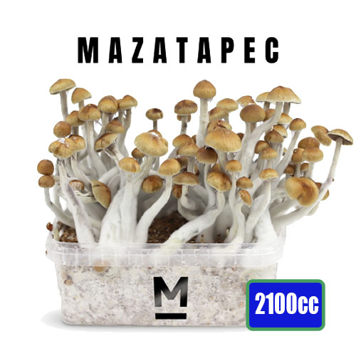 Mazatapec XL Magic Mushroom Growkit 2100cc
