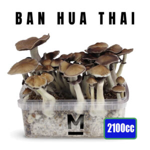Thai XL Magic Mushroom Growkit 2100cc