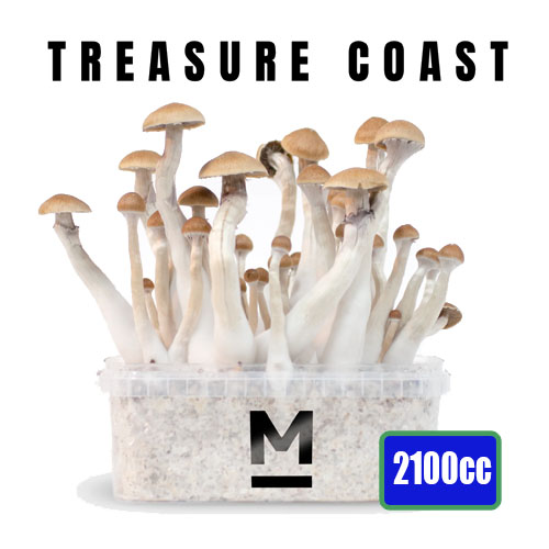 Treasure Coast XL Magic Mushroom Growkit 2100cc